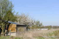 Blumenrath, Straßburger Straße, Foto-Nr. 53, 17.04.2010