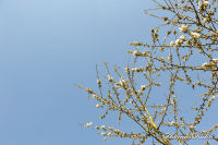 Blumenrath, Straßburger Straße, Foto-Nr. 31, 17.04.2010