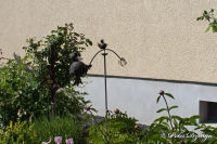 Blumenrath, Weidenhof, Foto-Nr. 24, 23.05.2010