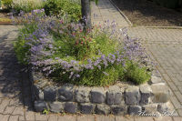 Broicher Siedlung, Grabenstraße, Foto-Nr. 6, 11.07.2010