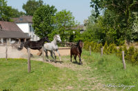 Schleibach, Gronsfeldweg, Foto-Nr. 31, 01.05.2011