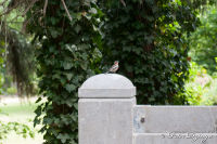 Sehenswürdigkeiten, Kreuzanlage auf dem Nordfriedhof, Foto-Nr. 9, 04.06.2011|50.88902778,6.15022222